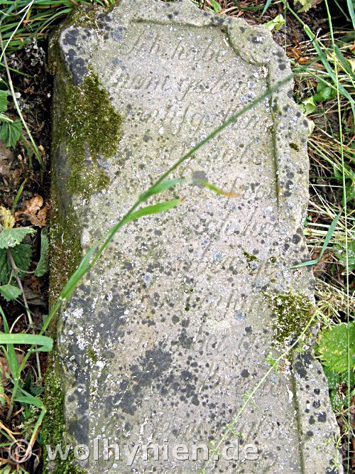 Stein