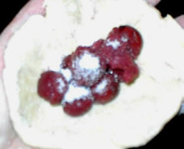 Füllung